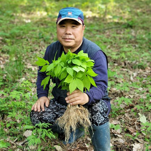 강원도 자연이 키운 4-5년근 야생 장뇌삼 50뿌리